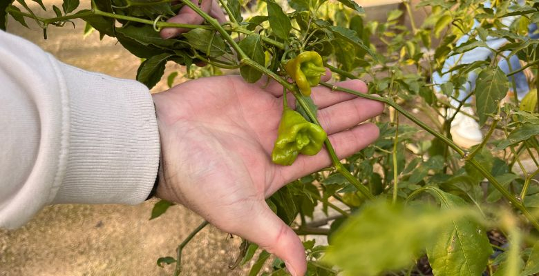 Projet jardin - École Beethoven