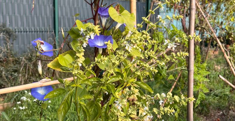 Projet jardin - École Beethoven