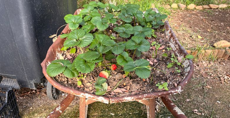Projet jardin - École Beethoven