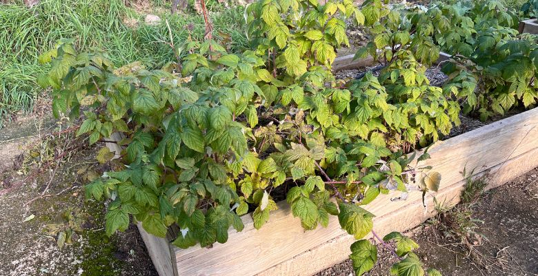 Projet jardin - École Beethoven