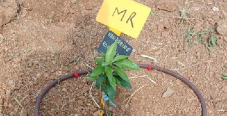 Plantation d'agrumes par les élèves de l'école Beethoven