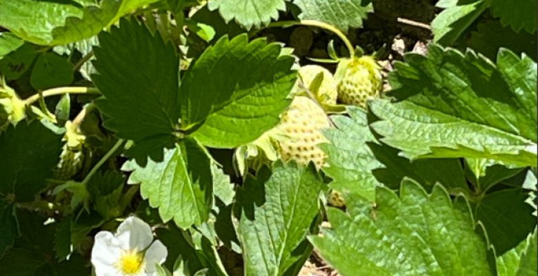 Les premières fraises du potager
