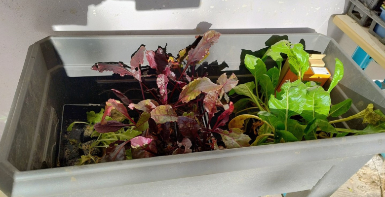 Les maraîchers de Curie : du bon et du bio !  